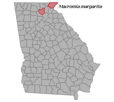 Macromia margarita
(Mountain River Cruiser)